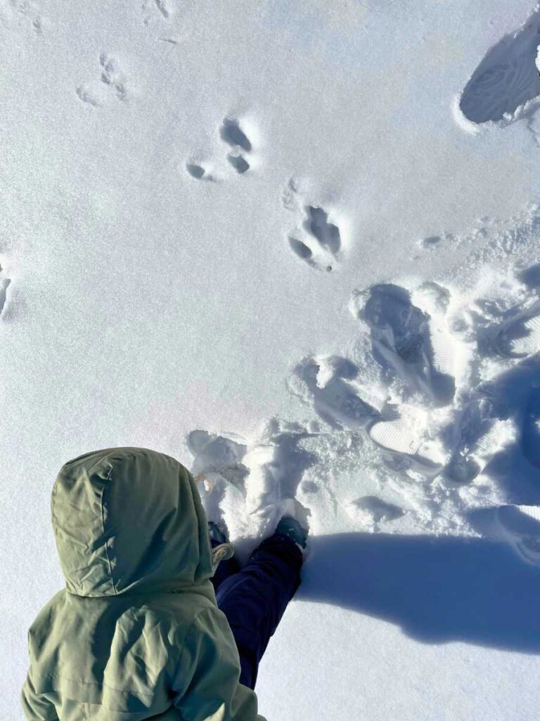 preschooler exploring animal tracks in the snow outdoors in the winer