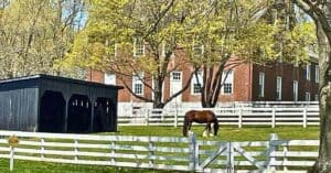 a horse grazing grass in central Kentucky at Shaker Village