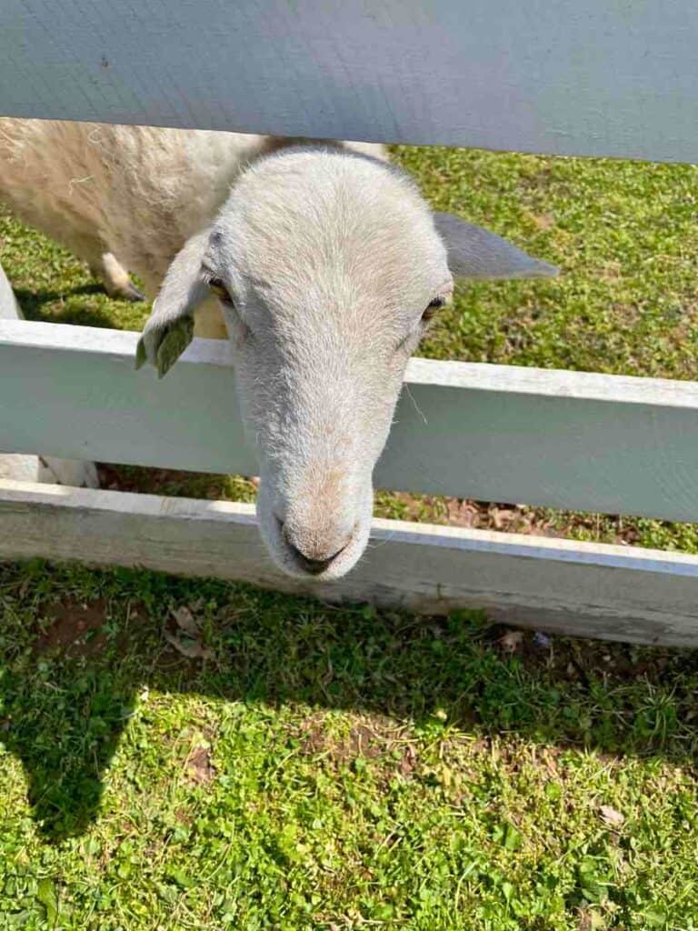 lamb sticking out his head at Shaker Village of Pleasant Hill, KY