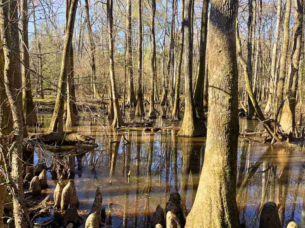 Floodplain in Congaree National Park