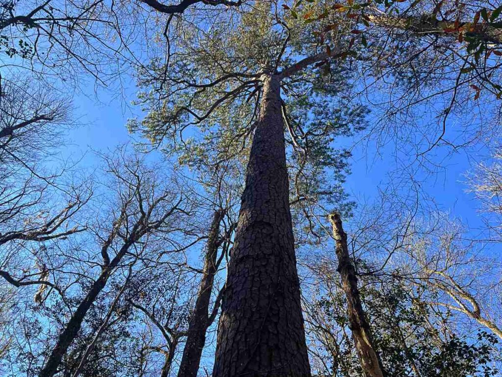 Tall trees at Congaree National Park
