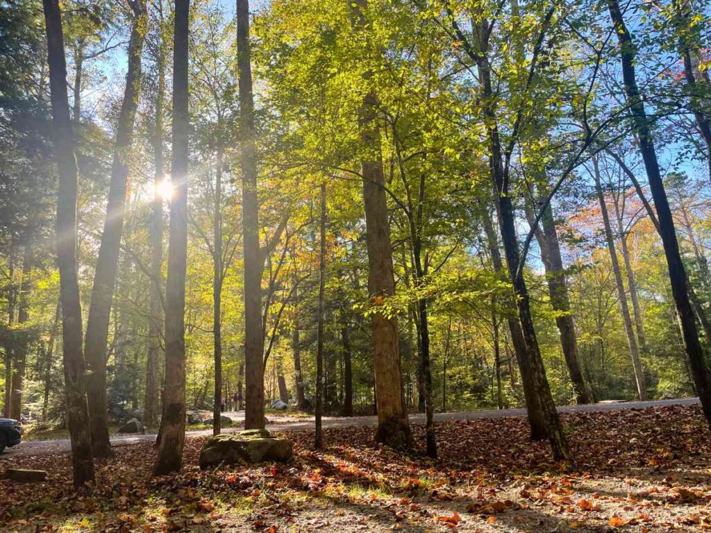 campsite at Elkmont Campground in the Great Smoky Mountains National Park