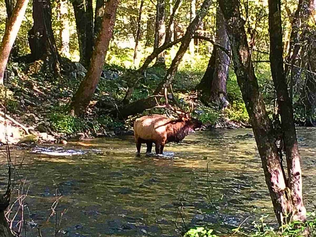 Elk crossing a river in Great Smoky Mountain National Park