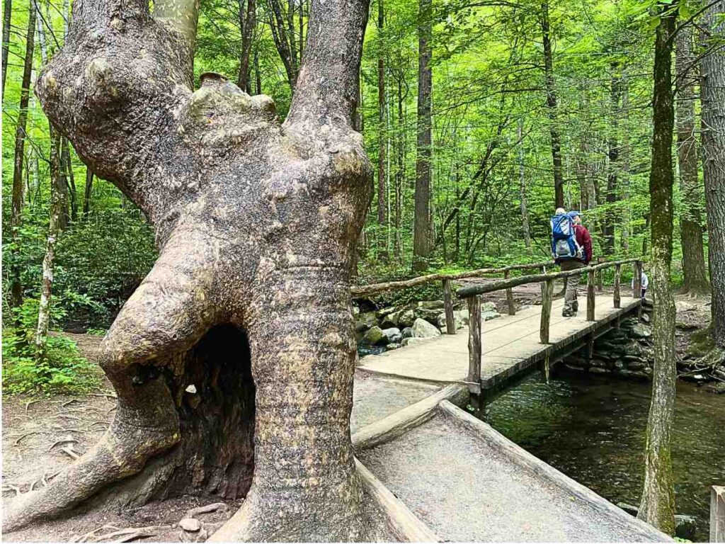 Trail to Cataract Falls in Great Smoky Mountains National Park