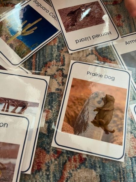 Desert Animals Language Cards Safari LTD Toob Activity for Preschoolers and Toddlers