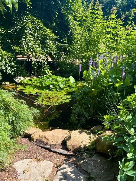 Lily pond